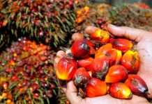 Honduras: Productores de aceite de palma indican que panorama en este 2018 es alentador