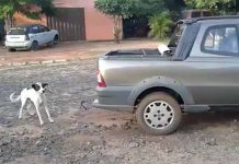 Paraguay: Muerte de perro desata indignación en redes sociales (VIDEO)