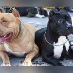 Indigente muere devorado por tres perros en El Salvador