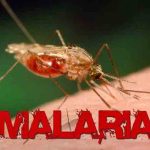 El Fondo Mundial destinará 5,3 millones de dólares contra malaria en Honduras