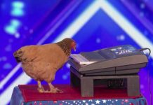 Gallina toca el piano y deja boquiabierto al jurado de «Americas Got Talent»