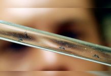 Costa Rica: Lluvias incrementan casos de dengue, zika y chikungunya