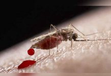 Especialistas estudian los efectos del zika en mujeres de 7 países de Latinoamérica