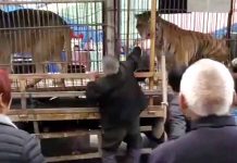 Imágenes Fuertes: Descuido con tigre deja sin mano a cuidador de circo (VIDEO)