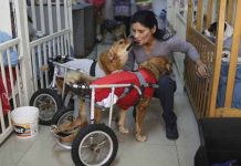 Perú: Mujer crea un hogar para 70 perros abandonados