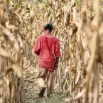 Guatemala se prepara para enfrentar fenómeno de El Niño