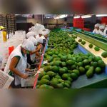Perú: Agroexportaciones generarán 750 mil nuevos empleos en 10 años
