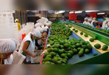 Perú: Agroexportaciones generarán 750 mil nuevos empleos en 10 años