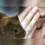 Leptospirosis deja 44 muertes en República Dominicana este año y se teme aumento