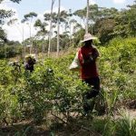 Cultivo de coca en Colombia alcanza máximo histórico
