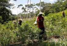 Cultivo de coca en Colombia alcanza máximo histórico