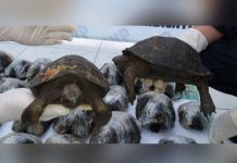 Perú: Rescatan 29 tortugas galápagos en peligro de extinción