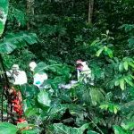 Costa Rica: Encuentran cadáver semienterrado en zona montañosa de Pococí