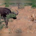 Leones cazan un búfalo y huyen antes de comérselo