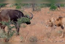 Leones cazan un búfalo y huyen antes de comérselo