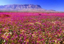 Fotos: Lleno de color y vida luce el desierto de Atacama, Chile