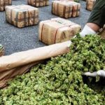 Incautan una tonelada de marihuana en asentamiento de Río de Janeiro