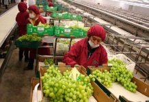 Perú: Exportaciones alcanzarán los 44,000 millones de dólares en el 2017