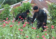 Arranca erradicación de 5 millones de plantas de amapola en Guatemala
