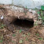 Más de 90 presos huyen por un túnel en cárcel en Brasil