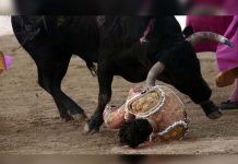 Muere el torero español Iván Fandiño tras sufrir grave cornada