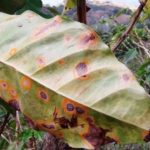 Honduras: Variedad de café resistente a la roya está en amenaza