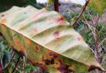 Honduras: Variedad de café resistente a la roya está en amenaza