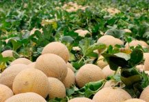 Honduras lista para exportar melón a México