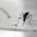 Brasil declara fin de emergencia para el zika y la microcefalia
