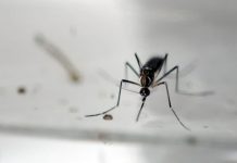 Brasil declara fin de emergencia para el zika y la microcefalia