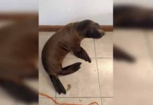 Abandonan a un lobo marino en occidente de México