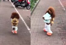 Video: La triste historia detrás de los perritos que caminan en 2 patas
