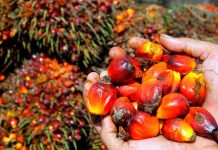 Productores hondureños de palma africana buscan generar 450 millones de dólares