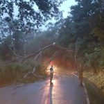 Reportan derrumbes, árboles caídos y ríos saturados tras fuertes lluvias en El Salvador