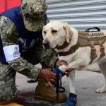 Fotos: Héroes de cuatro patas ayudan a salvar vidas tras terremoto en México