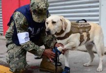 Fotos: Héroes de cuatro patas ayudan a salvar vidas tras terremoto en México