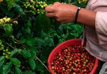 Cosecha de café 2017 2018 dejaría más de mil millones de dólares en Honduras