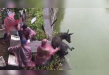 Lanzan a un burro vivo para alimentar a tigres hambrientos en zoológico de China