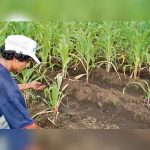 Guatemala: Lluvias afectan las cosechas e impulsan el precio del frijol