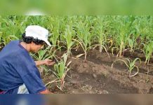 Guatemala: Lluvias afectan las cosechas e impulsan el precio del frijol