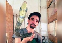 Encantador de serpientes se suicida en vivo dejándose morder por una «mamba negra»