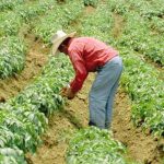 Congreso de Bolivia autoriza ampliar cultivos de coca