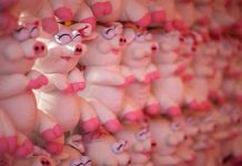 Novio le regaló un tierno peluche y lo que había dentro la aterró