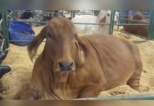 Colombia: Lecheros ven altísimo riesgo de aftosa en feria agrícola