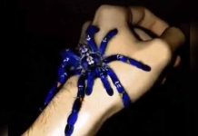 Video: Filman una rara especie de tarántula azul