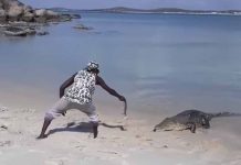 Video Viral: Hombre alimenta a cocodrilo y causa furor en las redes sociales