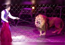 León ataca a domador y espectadores huyen despavoridos