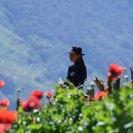 Aumenta a más de 18 millones las amapola destruidas en Guatemala