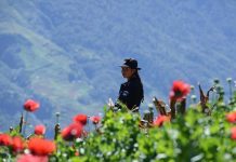 Aumenta a más de 18 millones las amapola destruidas en Guatemala