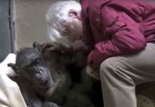 Video: Chimpancé moribunda reconoce la voz de su cuidador y reacción es conmovedora